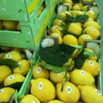 2^ limoni sorrentagri